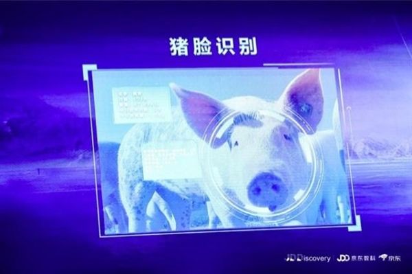 京東宣布進(jìn)軍養(yǎng)豬業(yè)，還推出了“豬臉識(shí)別”技術(shù)